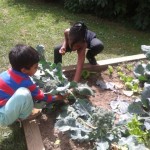 clapton pk gardening